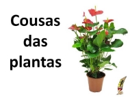 Roque e as plantas